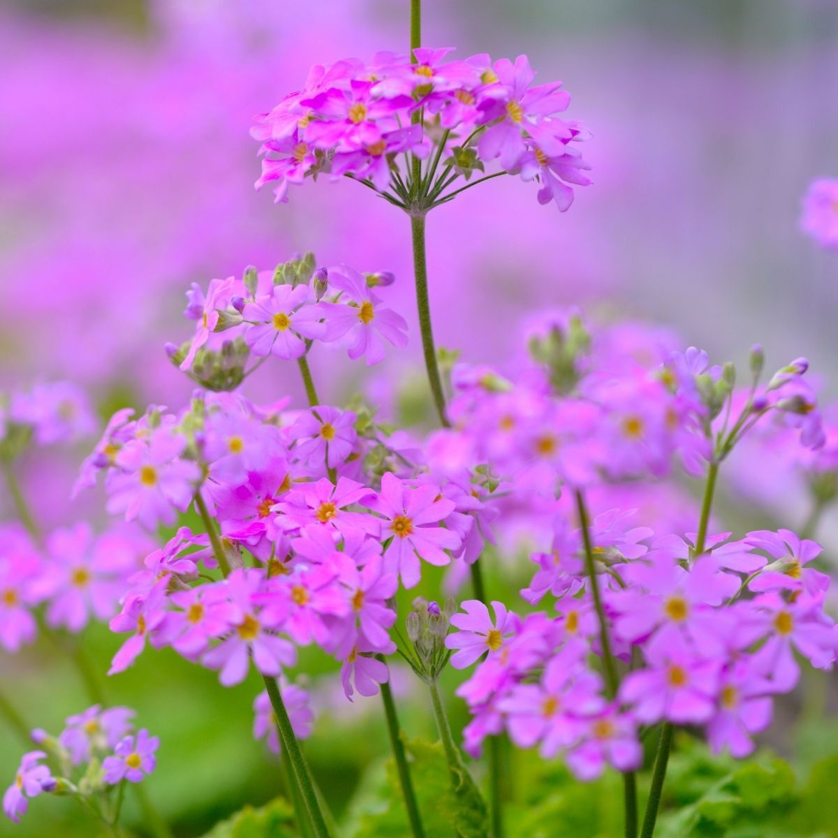 Primula Louise